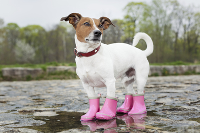 Mark the dog with pink boots