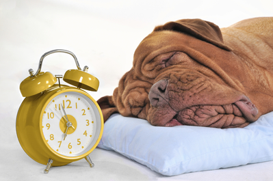 dog sleeping with alarm clock